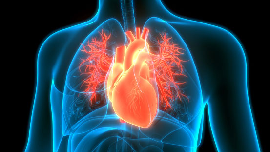 3D rendering of chest
