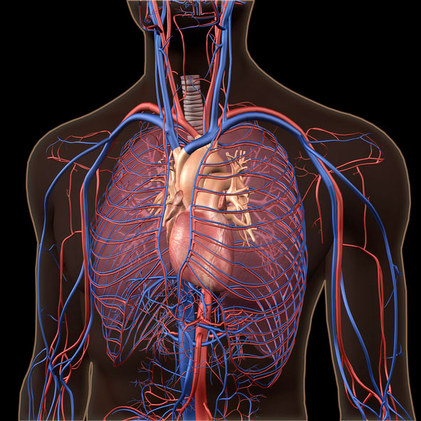 3D rendering of the chest and circulatory system